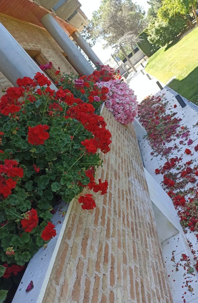 Trabajos de poda y jardinería por parte de Ttito