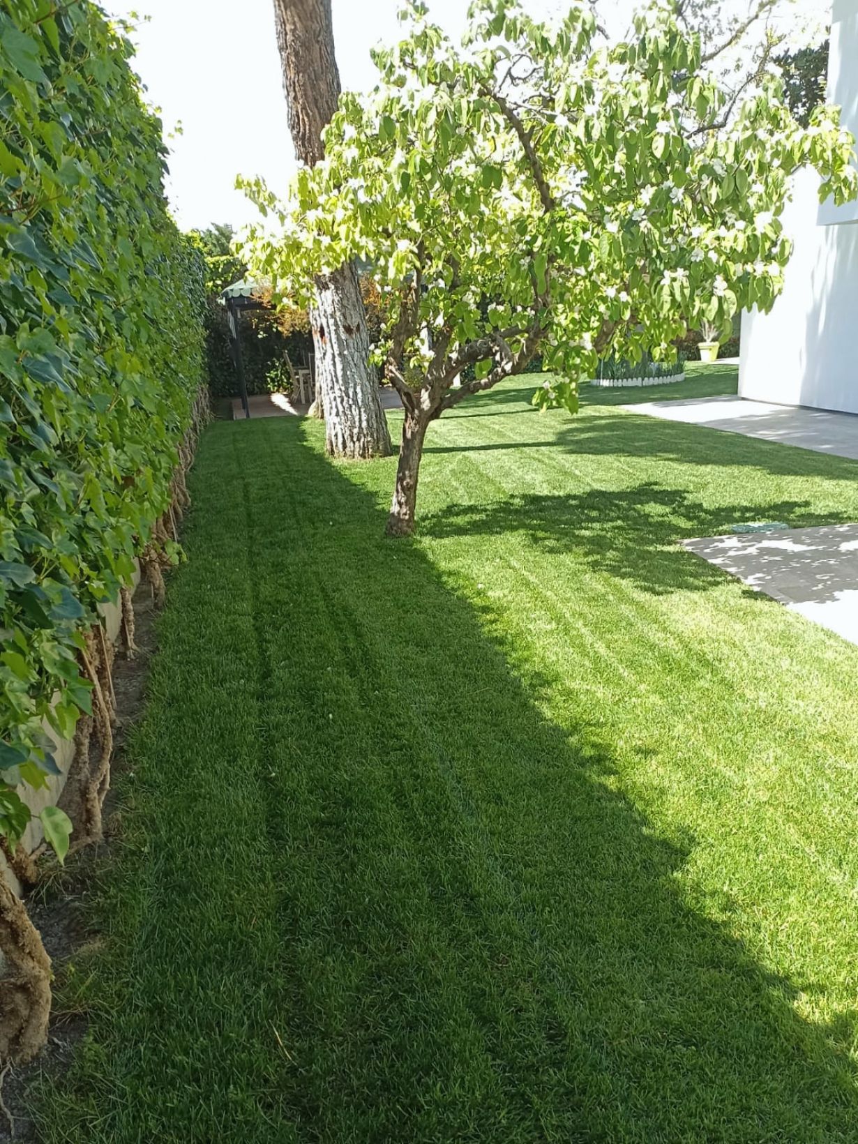 jardinería en Alcorcón