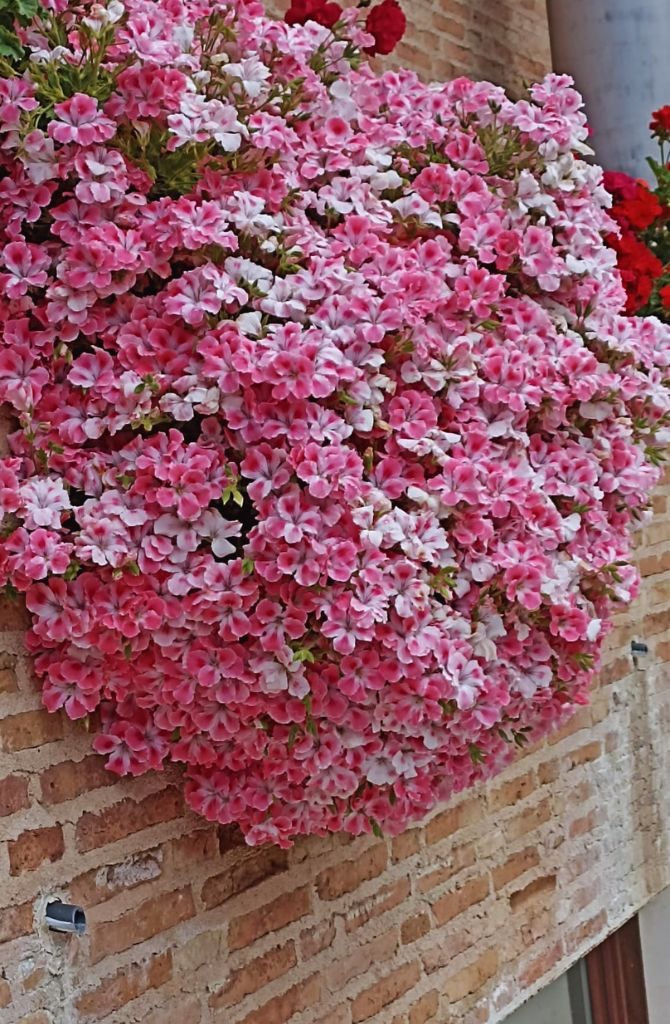 trabajo-floral-ttito-jardineria