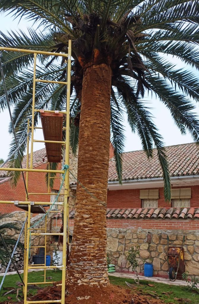 trabajo-poda-palmera-ttito